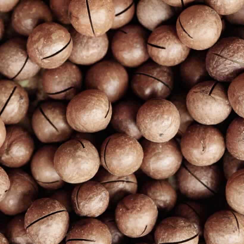 تصویر 3 از قیمت خرید فندق استرالیایی  + فروش ویژه